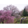 桜雨