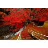 大平川と下滝不動の秋