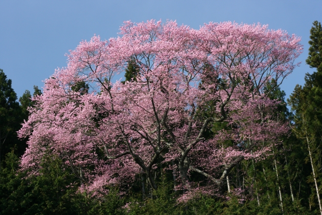 八ヶ久保北向の桜