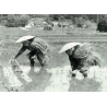 田植えの風景・仙石字湯ノ口（昭和４９年）