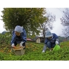 佳作 沢畑麻愛 「秋の送り物」