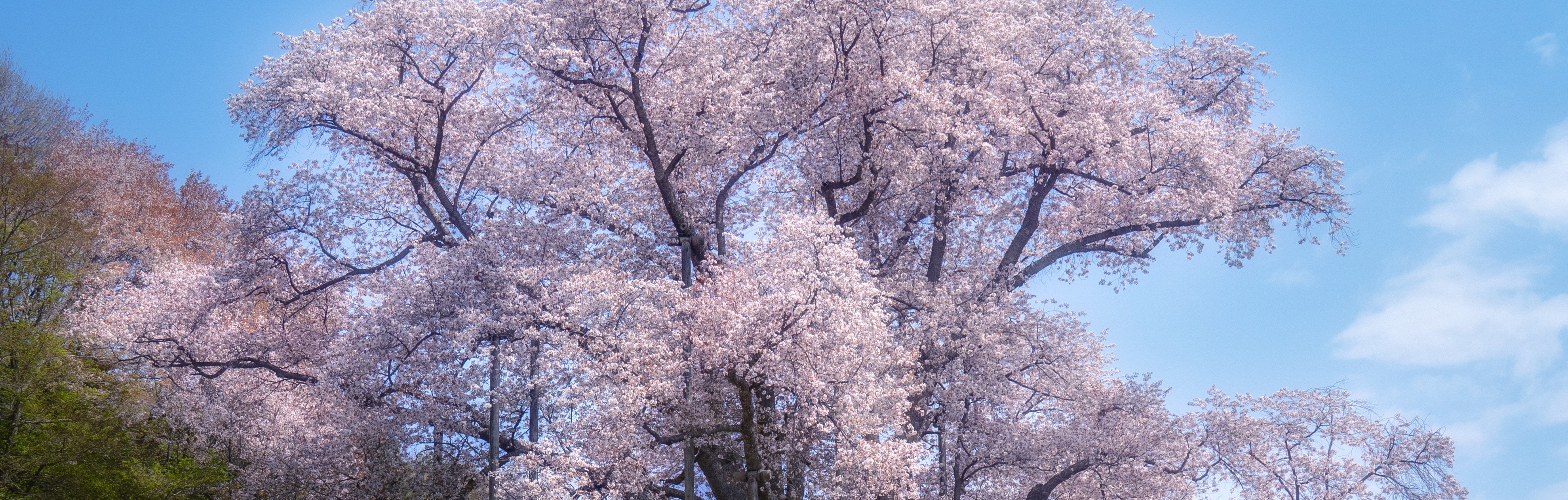 越代のサクラ