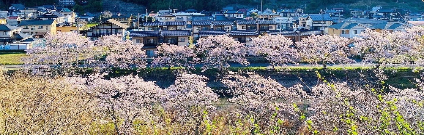 川桜